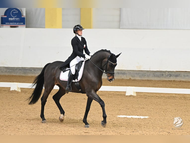 Oldenburg-International (OS) Gelding 13 years 16,1 hh Bay-Dark in Dornbirn