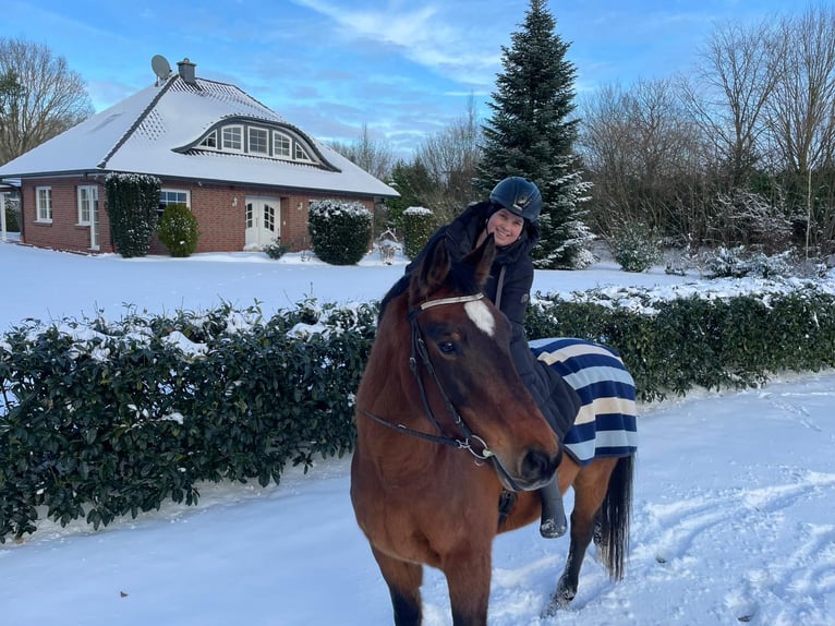 Oldenburg-International (OS) Gelding 13 years 16,3 hh Brown in Edewecht