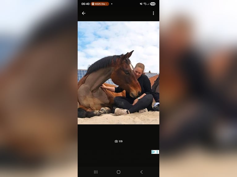 Oldenburg-International (OS) Gelding 13 years 16,3 hh Brown in Edewecht