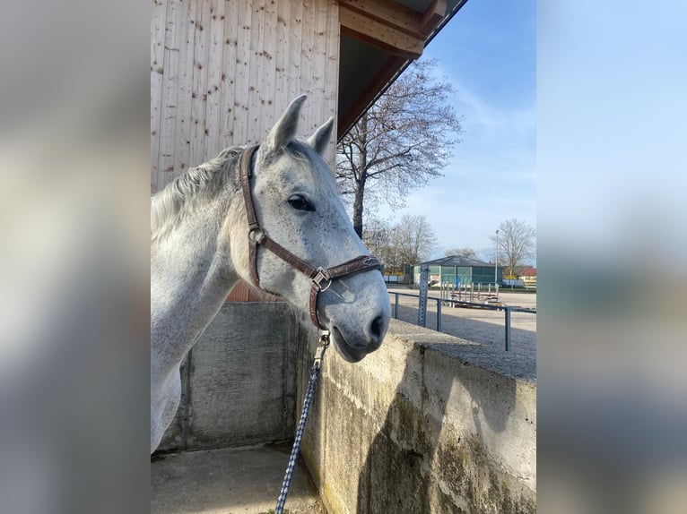 Oldenburg-International (OS) Gelding 13 years 16,3 hh Grey in Buggingen