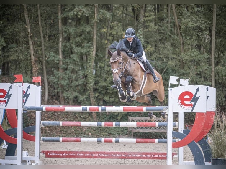 Oldenburg-International (OS) Gelding 13 years 17.1 hh Bay-Dark in WeezeWeeze