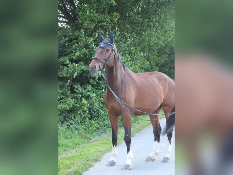 Oldenburg-International (OS) Gelding 13 years 17.1 hh  in Coppenbrügge