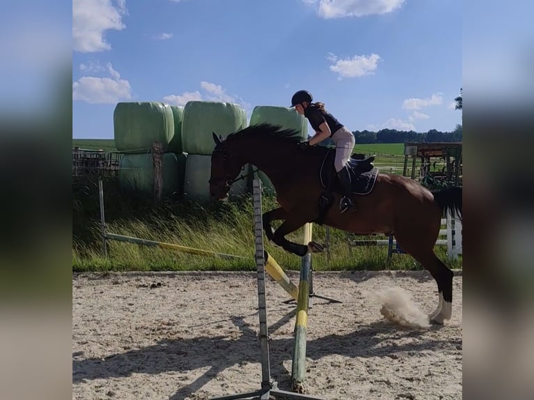 Oldenburg-International (OS) Gelding 13 years 17.1 hh  in Coppenbrügge