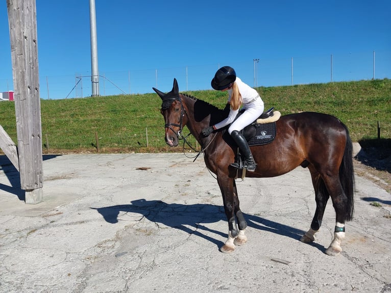 Oldenburg-International (OS) Gelding 13 years 17.2 hh Bay-Dark in Gossau SG 2