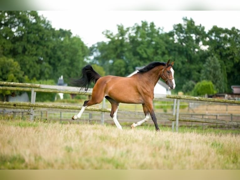 Oldenburg-International (OS) Gelding 13 years 17 hh Brown in Schwarzenbek