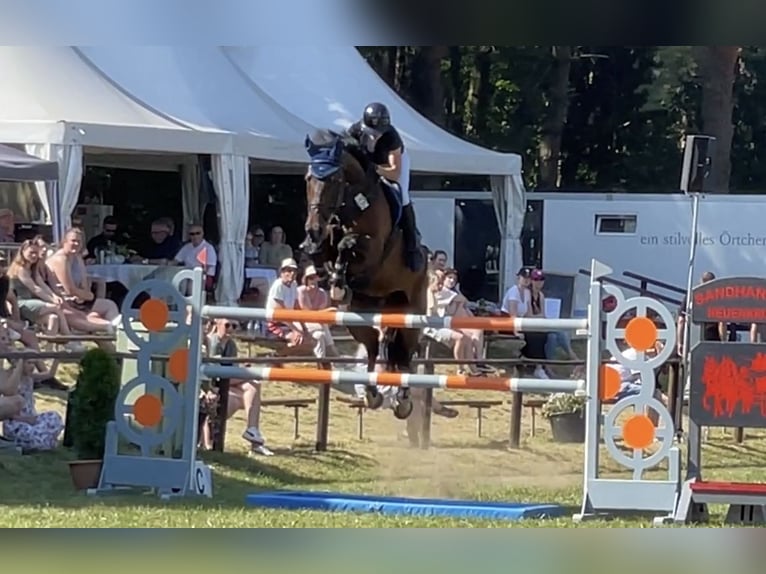 Oldenburg-International (OS) Gelding 13 years 17,1 hh Brown in WardenburgWardenburg