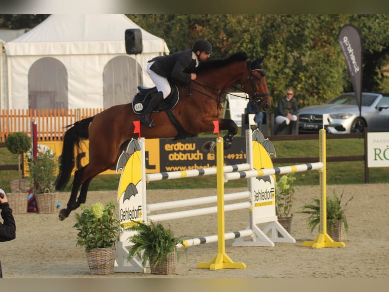 Oldenburg-International (OS) Gelding 13 years 17,2 hh Brown in Tangstedt