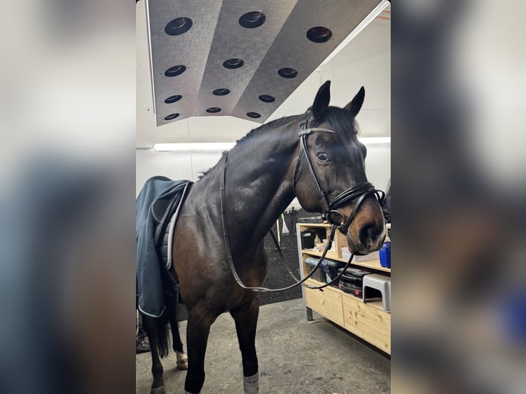 Oldenburg-International (OS) Gelding 14 years 16.1 hh Bay-Dark in Dornbirn
