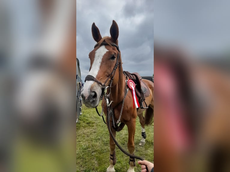 Oldenburg-International (OS) Gelding 14 years 16.2 hh Chestnut-Red in Neustadt (Dosse)