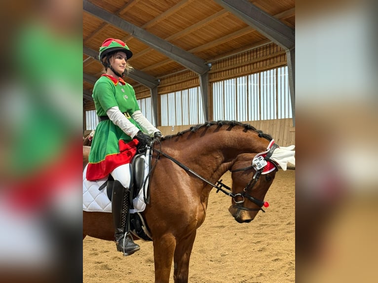 Oldenburg-International (OS) Gelding 14 years 16 hh Brown in Hohenbrunn