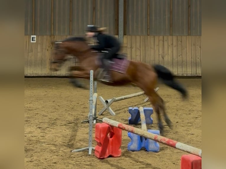 Oldenburg-International (OS) Gelding 14 years 16 hh Brown in Hohenbrunn