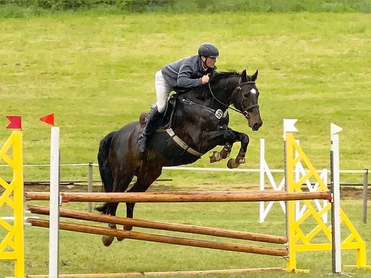 Oldenburg-International (OS) Gelding 14 years 16,2 hh Bay-Dark in Neustadt in Sachsen