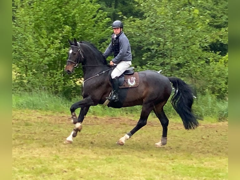 Oldenburg-International (OS) Gelding 14 years 16,2 hh Bay-Dark in Neustadt in Sachsen