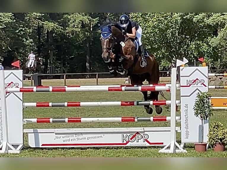 Oldenburg-International (OS) Gelding 14 years 17.1 hh Brown in WardenburgWardenburg