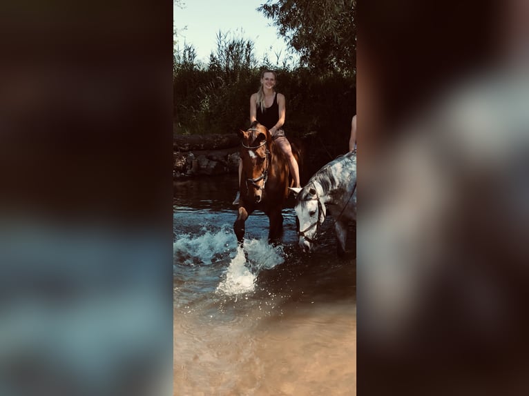 Oldenburg-International (OS) Gelding 14 years 18.2 hh Brown in Steffenberg