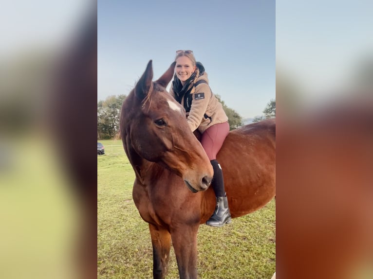 Oldenburg-International (OS) Gelding 14 years 18.2 hh Brown in Steffenberg