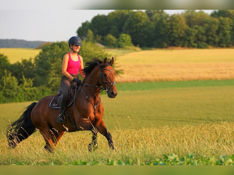Oldenburg-International (OS) Gelding 15 years 15.2 hh Brown in Remlingen