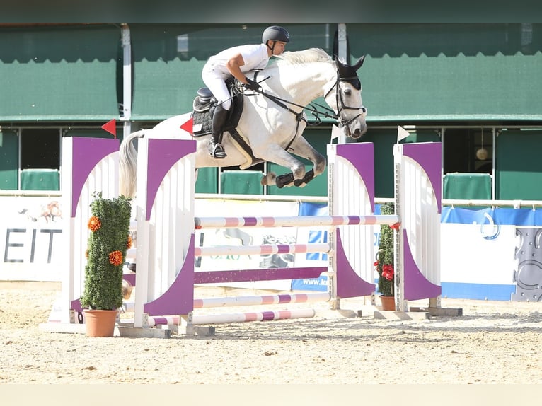 Oldenburg-International (OS) Gelding 15 years 17.2 hh Grey in Bobingen