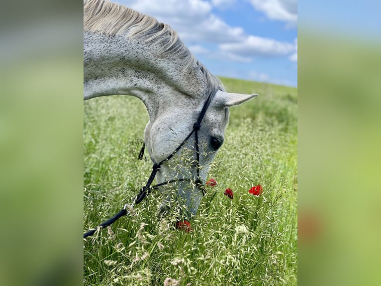 Oldenburg-International (OS) Gelding 15 years 17 hh Grey-Fleabitten in Blankenhain