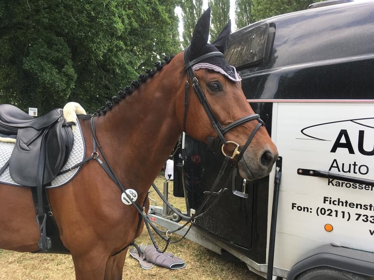 Oldenburg-International (OS) Gelding 15 years 17,2 hh Brown in Willich