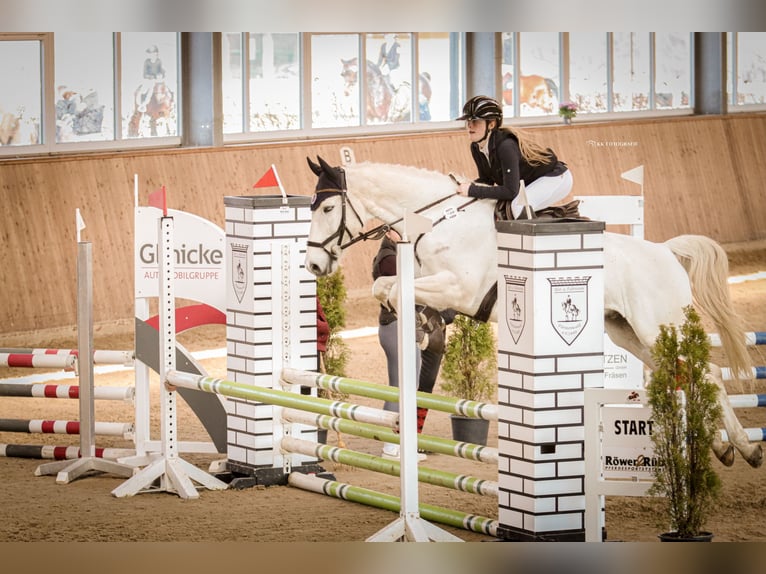 Oldenburg-International (OS) Gelding 16 years 16 hh Grey in Neustadt (Hessen)