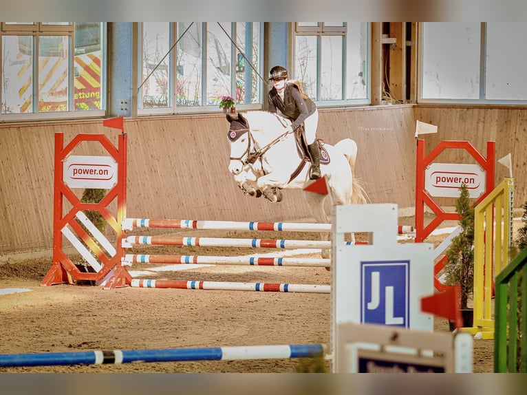 Oldenburg-International (OS) Gelding 16 years 16 hh Grey in Neustadt (Hessen)