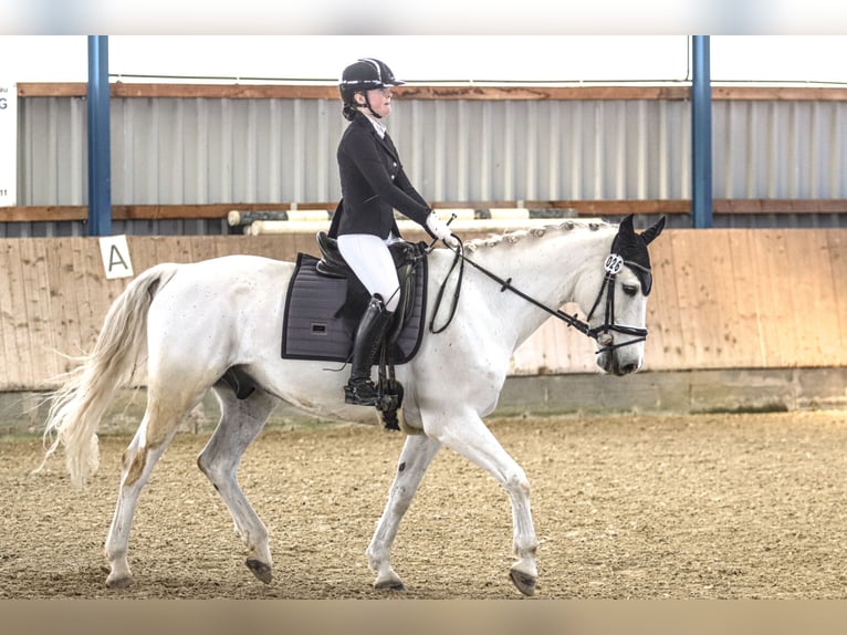 Oldenburg-International (OS) Gelding 16 years 16 hh Grey in Neustadt (Hessen)