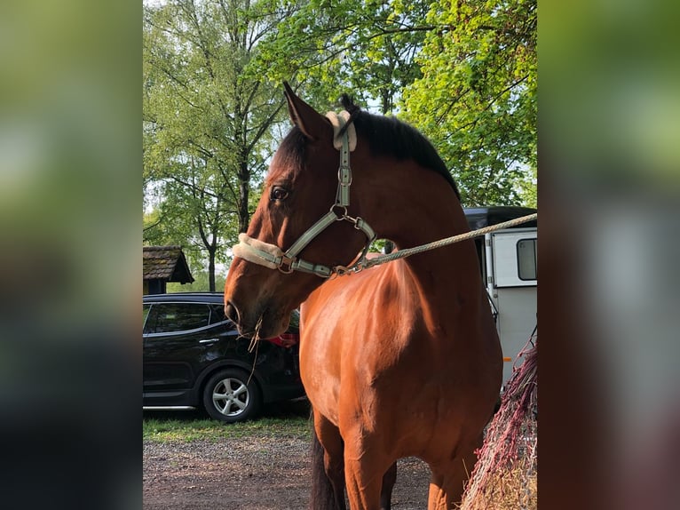 Oldenburg-International (OS) Gelding 16 years 16,2 hh Brown in Offenburg