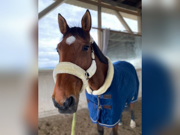 Oldenburg-International (OS) Gelding 16 years 16,2 hh Brown in Offenburg