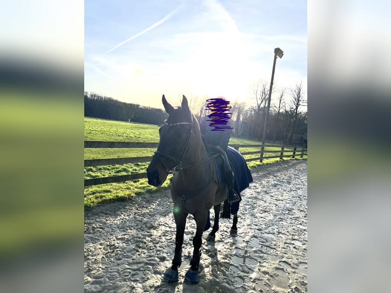 Oldenburg-International (OS) Gelding 16 years 17 hh Black in Ahaus