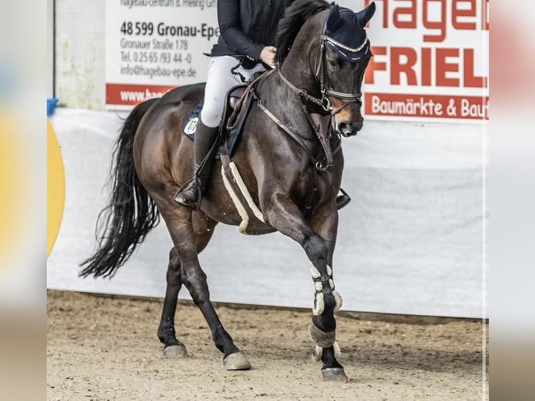 Oldenburg-International (OS) Gelding 16 years 17 hh Black in Ahaus