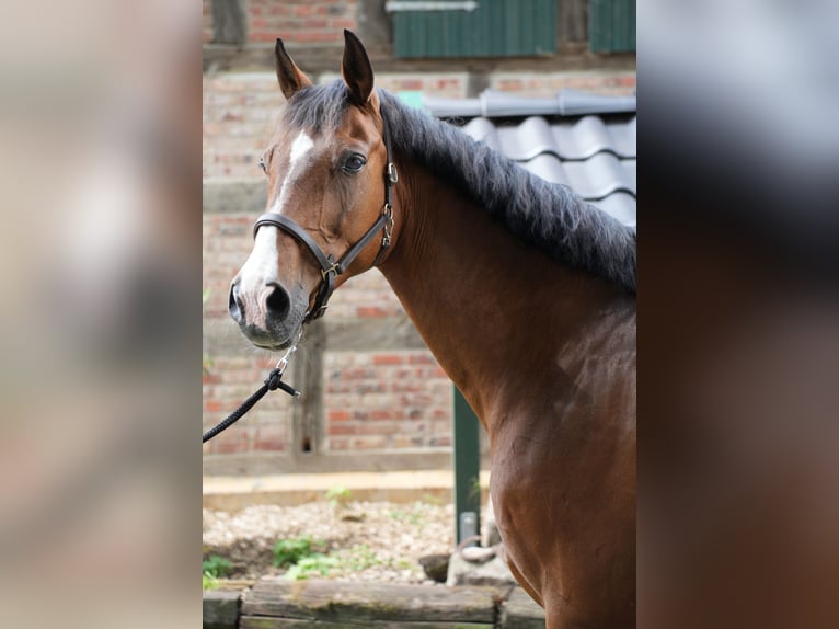 Oldenburg-International (OS) Gelding 16 years 17,1 hh Brown in Dickel