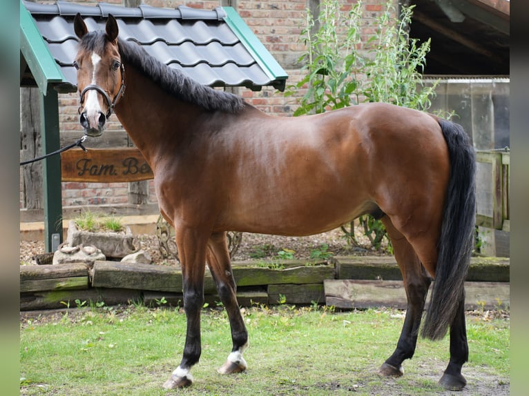 Oldenburg-International (OS) Gelding 16 years 17,1 hh Brown in Dickel