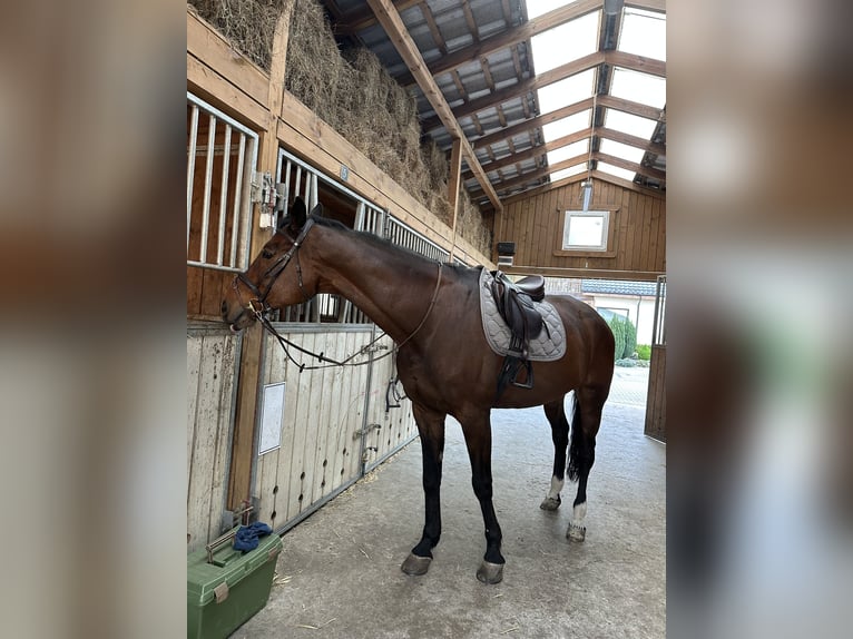 Oldenburg-International (OS) Gelding 16 years 17,1 hh Brown in Wroc&#x142;awWroc&#x142;aw