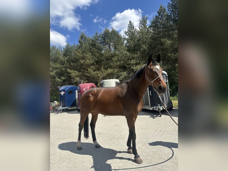 Oldenburg-International (OS) Gelding 16 years 17,1 hh Brown in Wroc&#x142;awWroc&#x142;aw