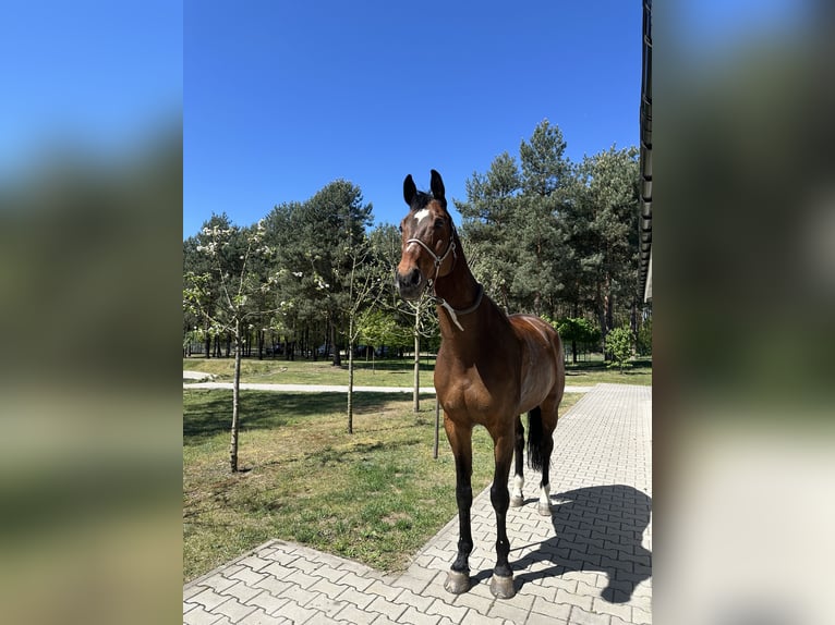 Oldenburg-International (OS) Gelding 16 years 17,1 hh Brown in Wroc&#x142;awWroc&#x142;aw