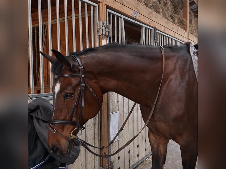 Oldenburg-International (OS) Gelding 16 years 17,1 hh Brown in Wroc&#x142;awWroc&#x142;aw
