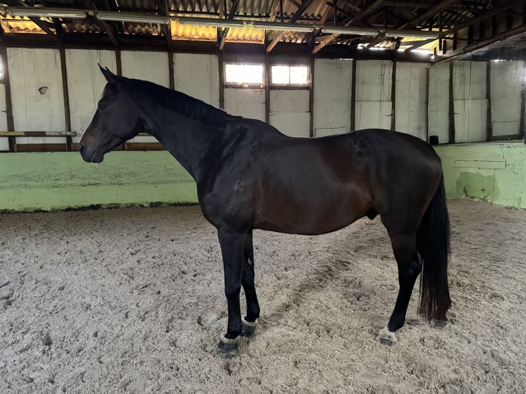 Oldenburg-International (OS) Gelding 16 years 17,3 hh Bay-Dark in Mühlenberge