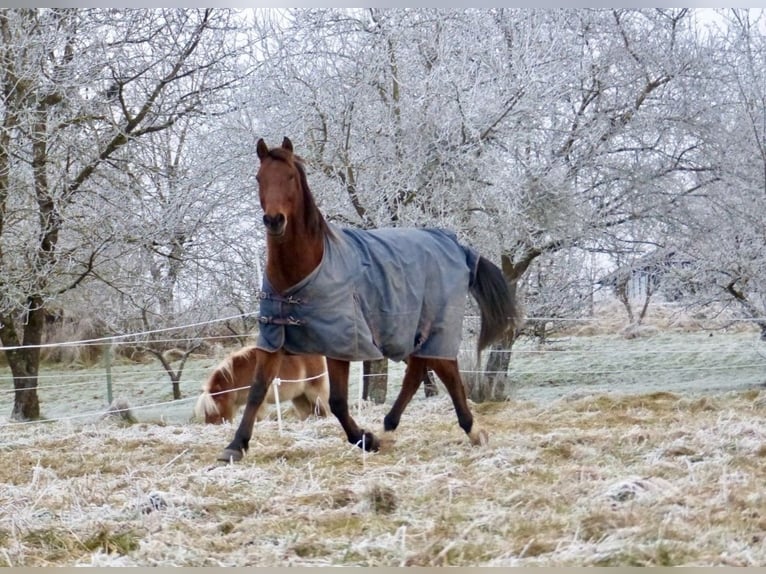 Oldenburg-International (OS) Gelding 17 years 16,1 hh Brown-Light in Berndorf