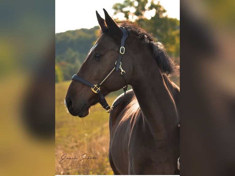 Oldenburg-International (OS) Gelding 17 years 17 hh Brown in Bahretal
