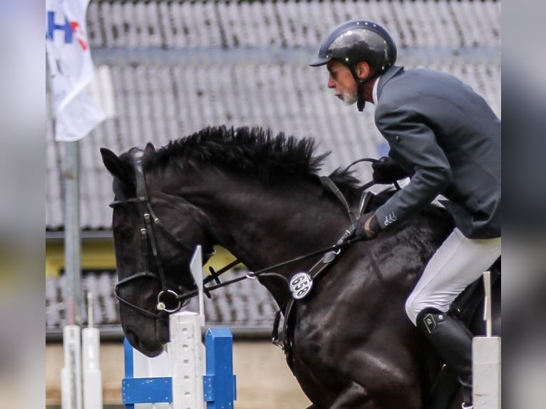 Oldenburg-International (OS) Gelding 17 years 17,1 hh Black in Schneverdingen