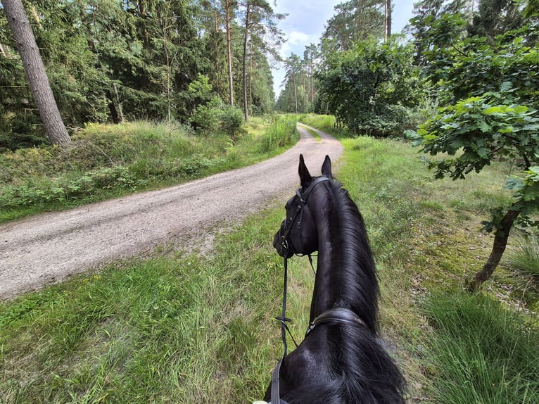 Oldenburg-International (OS) Gelding 17 years 17,1 hh Black in Schneverdingen