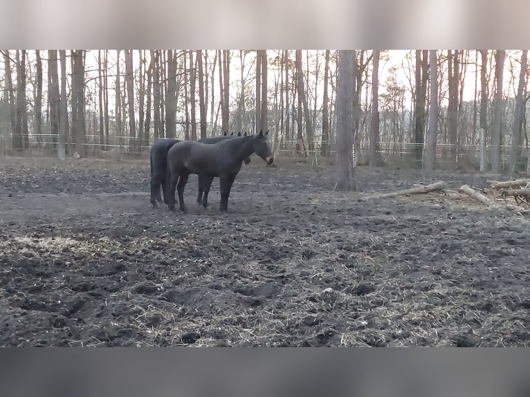 Oldenburg-International (OS) Gelding 17 years 17,1 hh Black in Schneverdingen