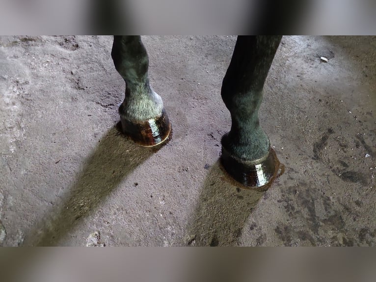 Oldenburg-International (OS) Gelding 17 years 17,1 hh Black in Schneverdingen