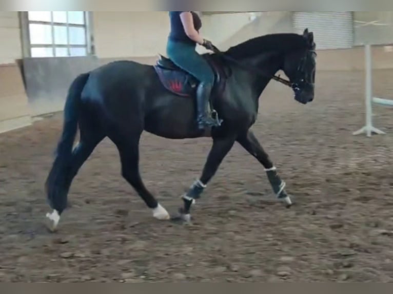 Oldenburg-International (OS) Gelding 17 years 17,2 hh Bay-Dark in Haiger