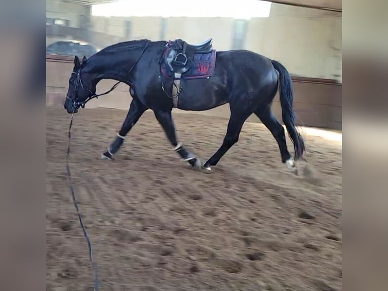 Oldenburg-International (OS) Gelding 17 years 17,2 hh Bay-Dark in Haiger