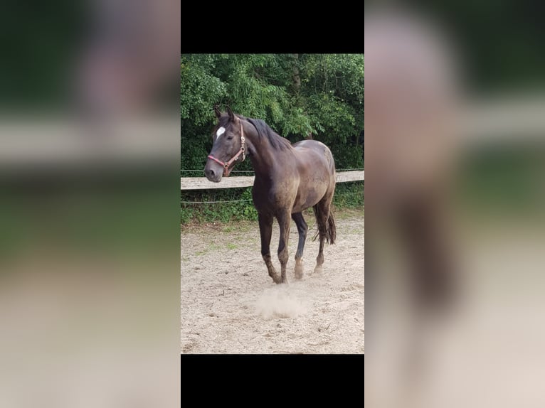 Oldenburg-International (OS) Gelding 17 years 17,2 hh Bay-Dark in Haiger