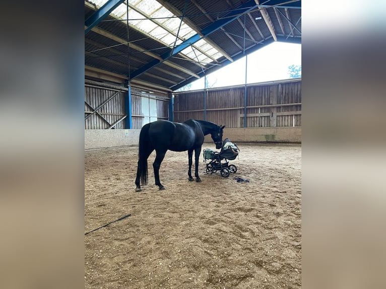 Oldenburg-International (OS) Gelding 17 years Brown in Allhartsberg