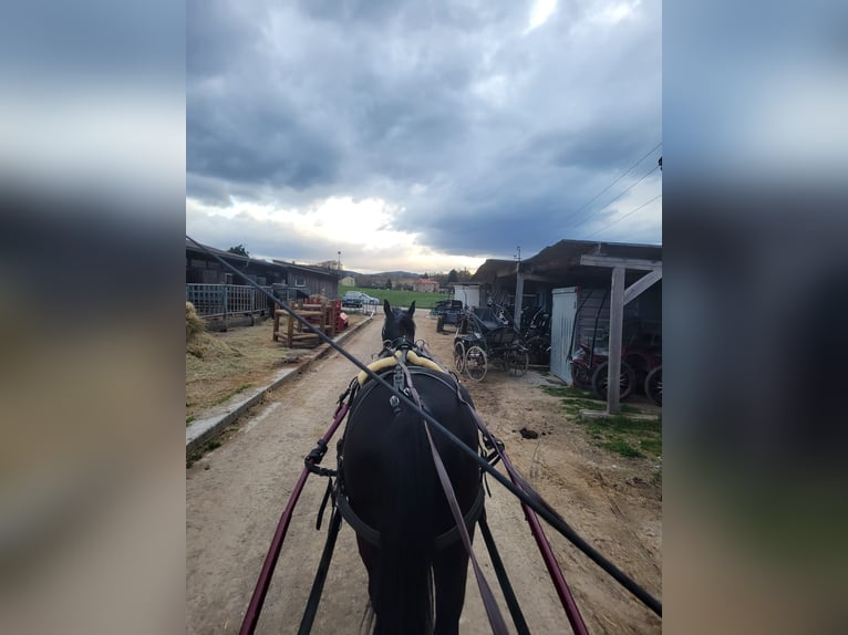 Oldenburg-International (OS) Gelding 17 years Brown in Allhartsberg