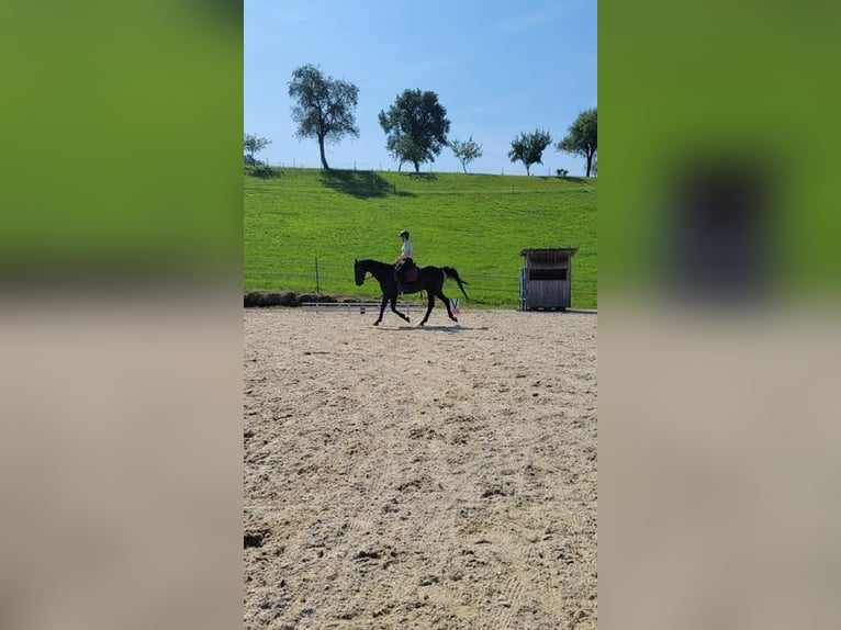 Oldenburg-International (OS) Gelding 17 years Brown in Allhartsberg